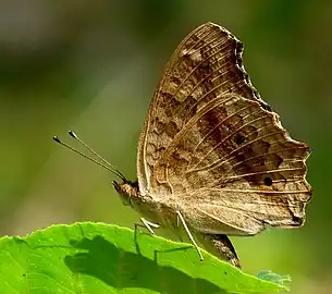 Ventral view (dry-season form)