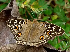 Dorsal view (dry-season form)