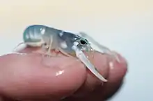 A juvenile European lobster.