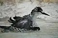 Juvenile bathing at Perth Zoo