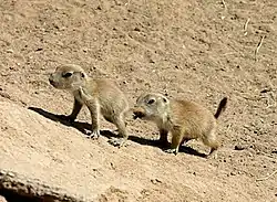 Two juvenile black-tailed prairie dogs