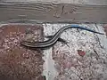 Juvenile with a still vivid blue tail