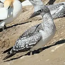 Two large spotted brown seabirds on ground