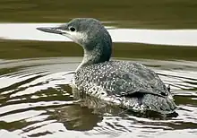 Juvenile red-throated loon