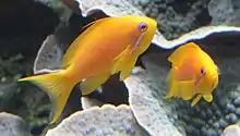 Image 11The sea goldie is an anthias. They are hermaphrodite, and swim in "harems". (from Coastal fish)