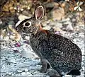 Wild Rabbit