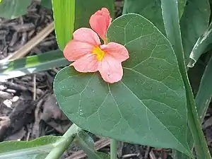 K.Pudur Village Firecracker Flower