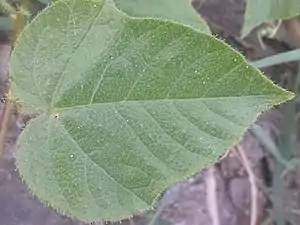 K.Pudur Village Green plants