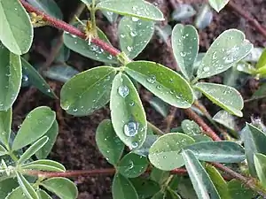 K.Pudur Village Green plants dew point