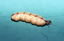 Image 27Mature queen of a termite colony, showing how the unsclerotised cuticle stretches between the dark sclerites that failed to stretch as the abdomen grew to accommodate her ovaries (from Arthropod exoskeleton)