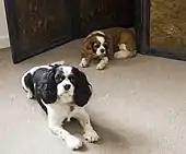 Tri-colour and Blenheim Cavalier King Charles Spaniels.