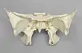 Human sphenoid bone