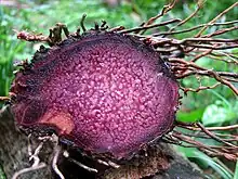 Purple yam (D. alata) freshly harvested and sliced for cross-sectional view