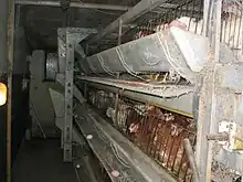 Chickens in cramped conditions