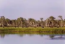 A group of horses grazing in a field with a lake in the foreground and a forest in the background