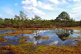 Kakerdaja bog in spring