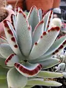 Kalanchoe tomentosa, the panda plant