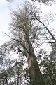 Kalatha tree canopy, Kalatha giant tree walk, Sylvia Creek Rd, Toolangi, Victorian Central Highlands, Australia