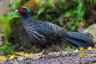 Kalij pheasant Prasanna Mamidala