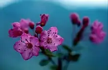 A cluster of pink flowers that have five overlapping petals. Two in the foreground are focused, while numerous flowers and small leaves in the background are blurry. Each flower has many long, black stamens that are as long as their petals.