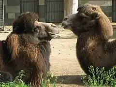 Bactrian camel