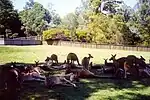 Kangaroos