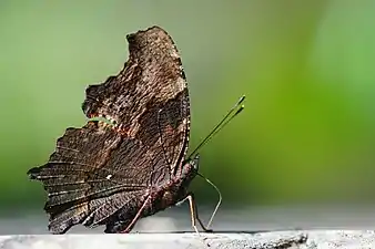 Ventral view