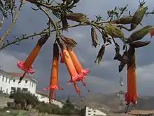 Cantuta buxifolia