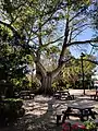 A large tree with surrounding picnic tables