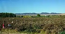 Cotton picking near Kyzyl-Kala.