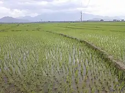 Karthalipalem paddy fields background with Mahendragiri hills