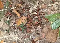 The cassowary disperses plant seeds via its feces