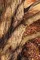 Cercidiphyllum japonicum Trunk bark