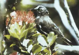 Kauaʻi ʻōʻō