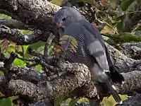 K. monogrammicus in Saloum Delta National Park in Senegal