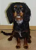 Black-and-tan Cavalier King Charles Spaniel.