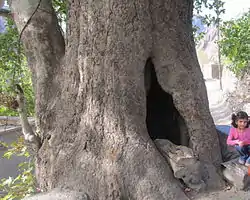 The landmark ancient plane tree