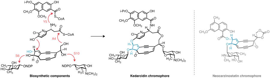 Proposed component-based biosynthesis of kedarcidin chromophore. Inversion at C11 of the common enediyne core is invoked to explain the relative stereochemistry of the final product, which differs from most other enediynes, including neocarzinostatin chromophore.