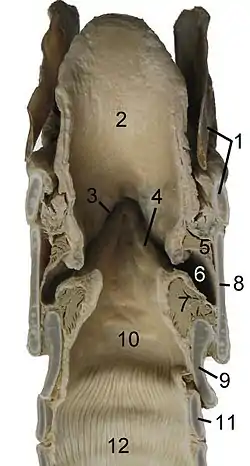 Cross-section of the larynx of a horse. The epiglottis here is shown as '2'.