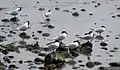 Sandwich terns resting in Sweden.