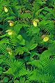 Cypripedium kentuckiense