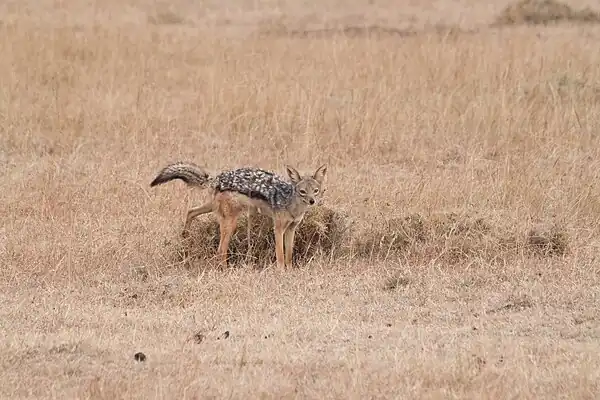 Scent marking