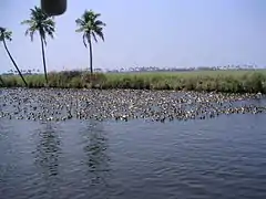 Ducks in the lake