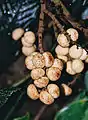 Fruits of Kerriodoxa elegans