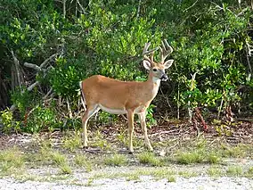 Image 9Key deer in the lower Florida Keys (from Geography of Florida)