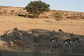 Herd of springboks