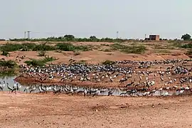 A chugga ghar (bird-feeding house) in Khichan