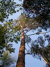 Scots pine (Over the third of all trees)