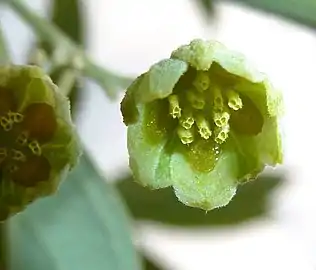 Detail of male flower