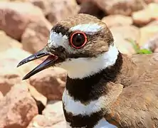 The killdeer, one of many waders with a conspicuous orbital ring